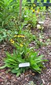 Tiny Dancer Sneezeweed